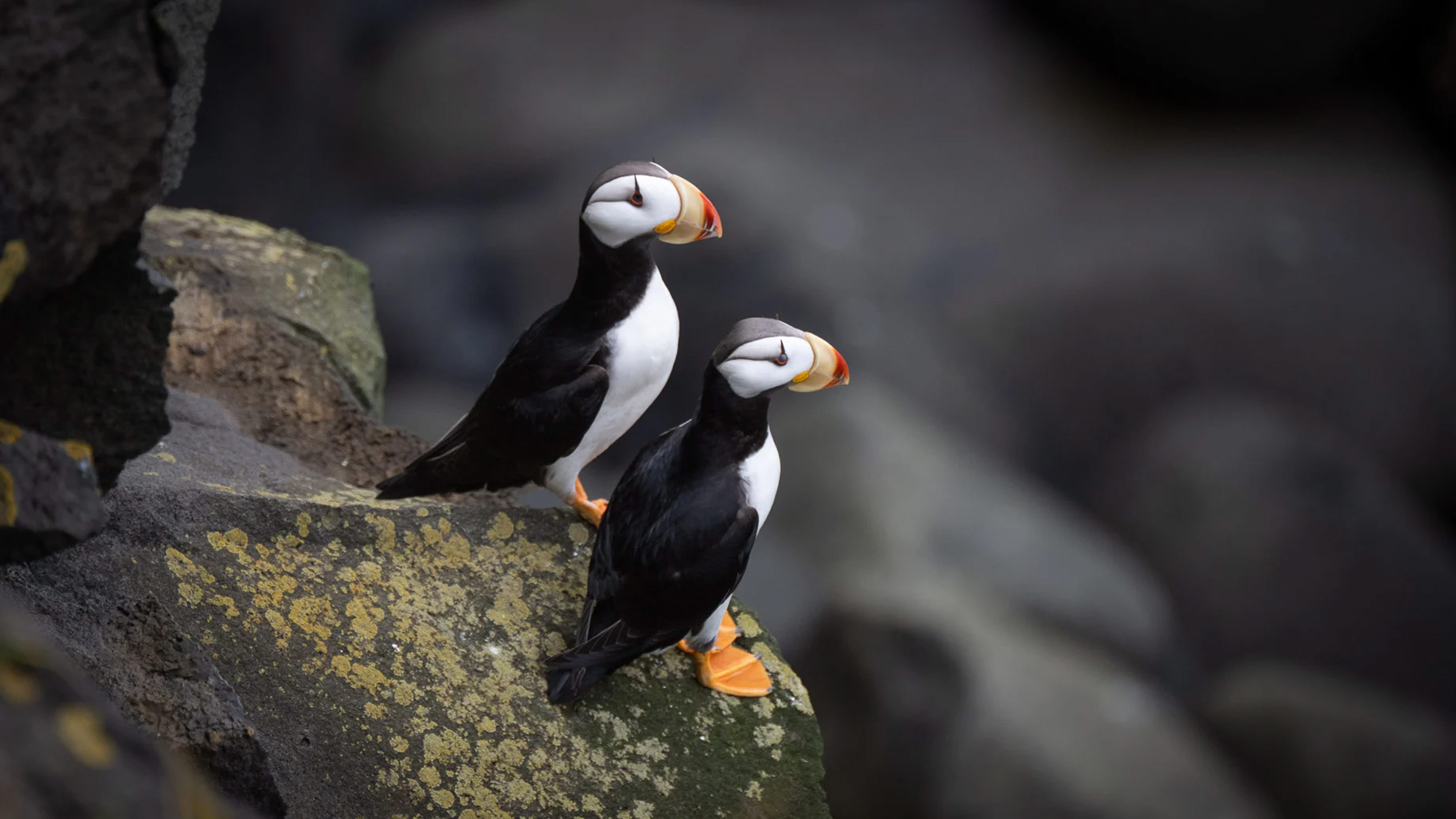 Voyage Name Aleutians to Katmai: Wild Alaska Revealed (Southbound)