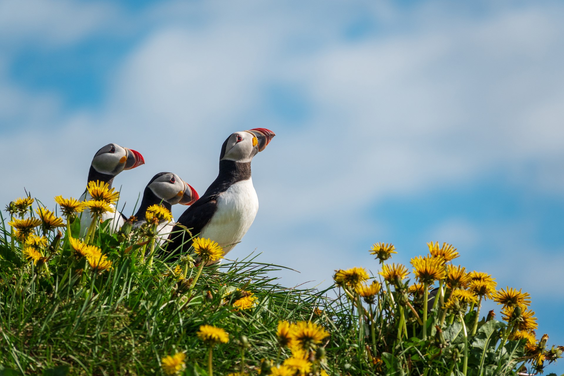 Faroe Islands, Iceland, Spitsbergen – Island Hopping in and around the Arctic (Northbound)