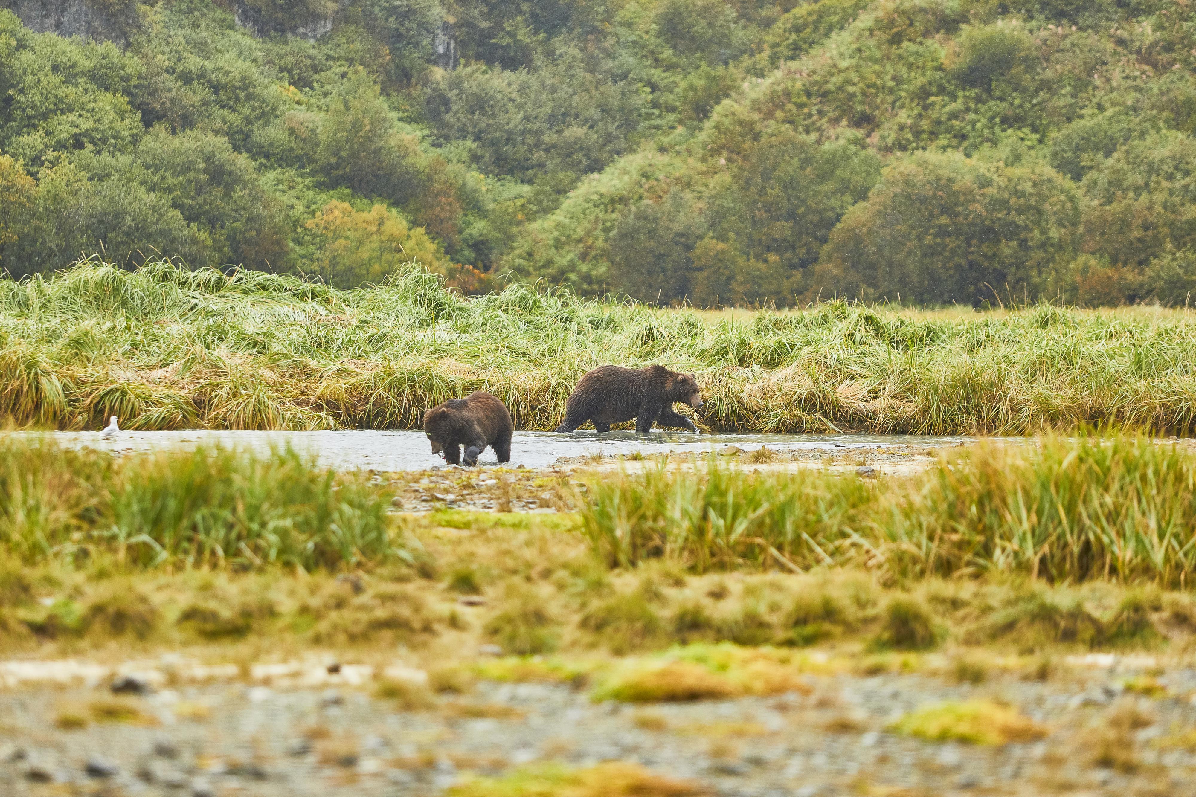 Verdant Kodiak