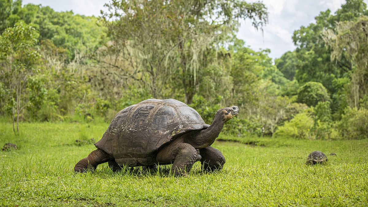 Santa Cruz and Baltra Island to Quito