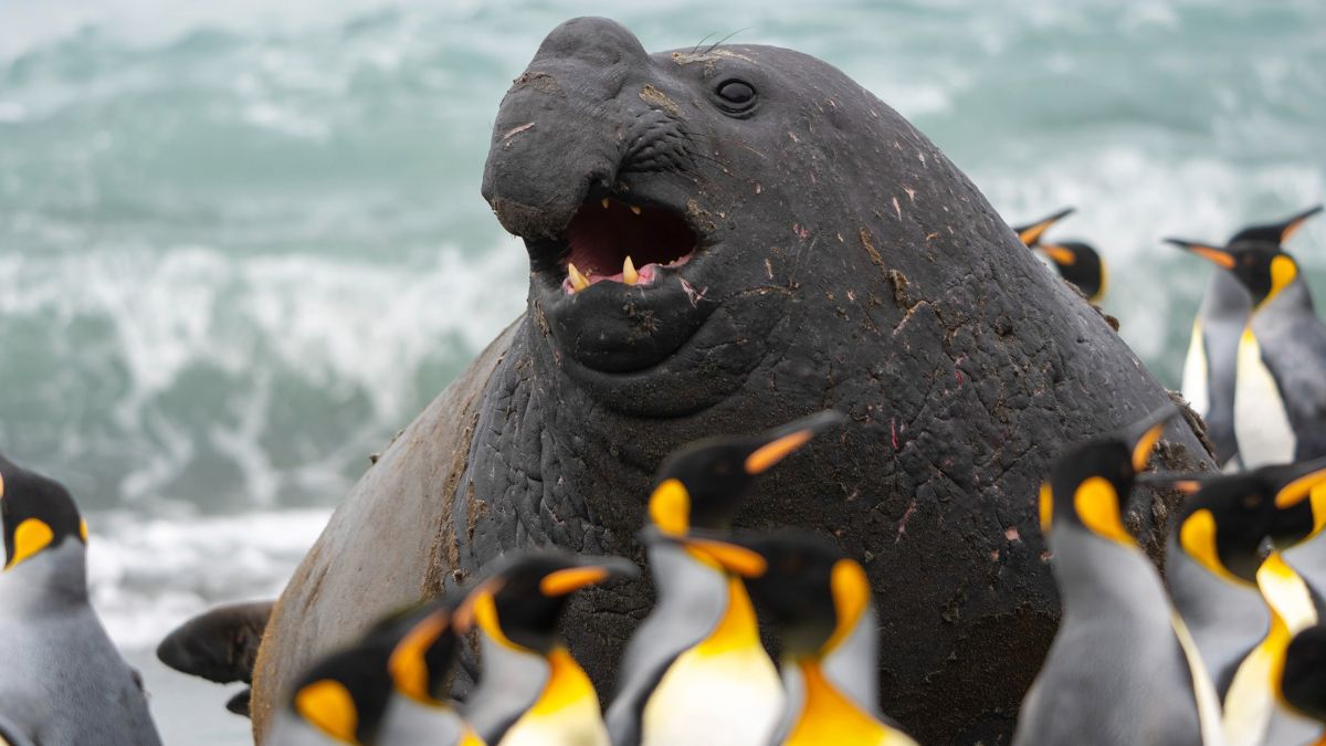Antarctica & South Georgia: Kingdoms of Ice and Wildlife