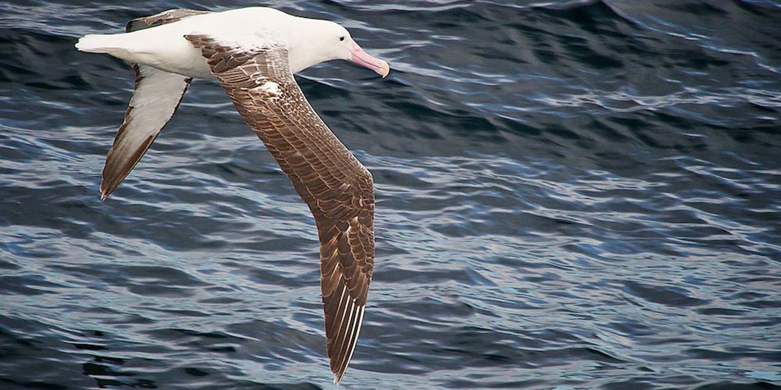 Cruise the Atlantic Ocean