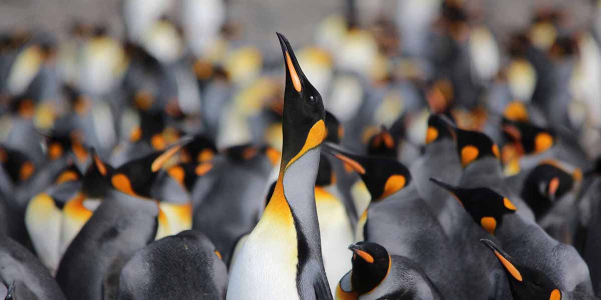The ‘Serengeti of the Southern Ocean’