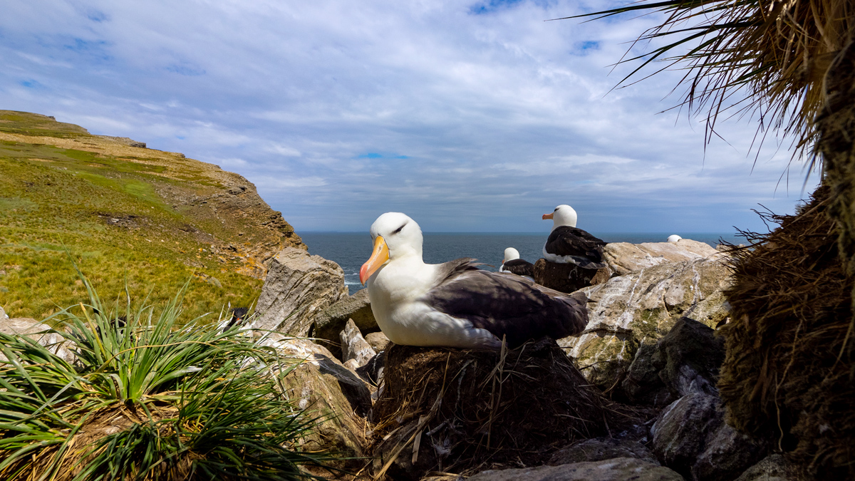 Wildlife of the Falklands