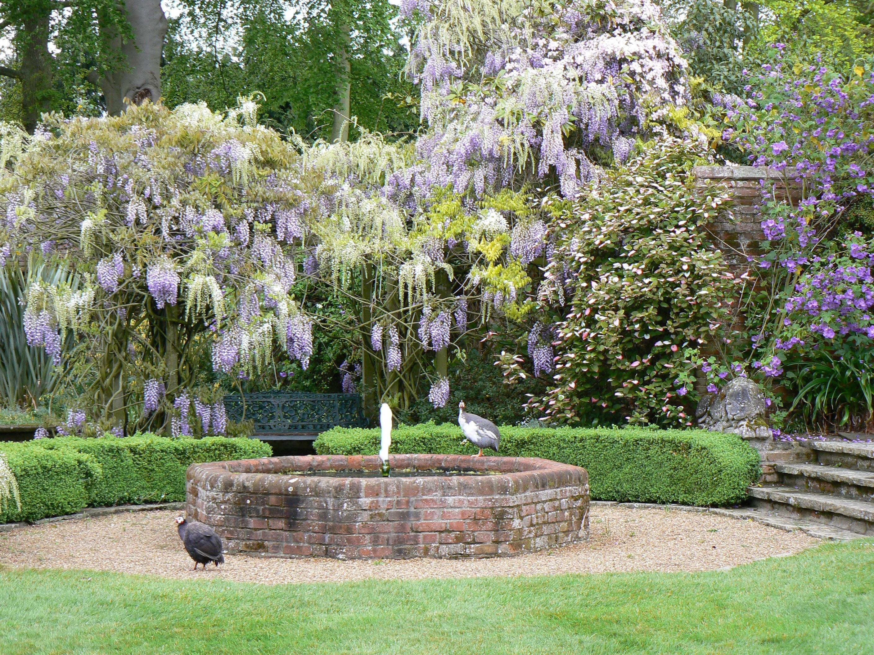 a beautiful Wisteria above a fountain of Besthorpe Hall.