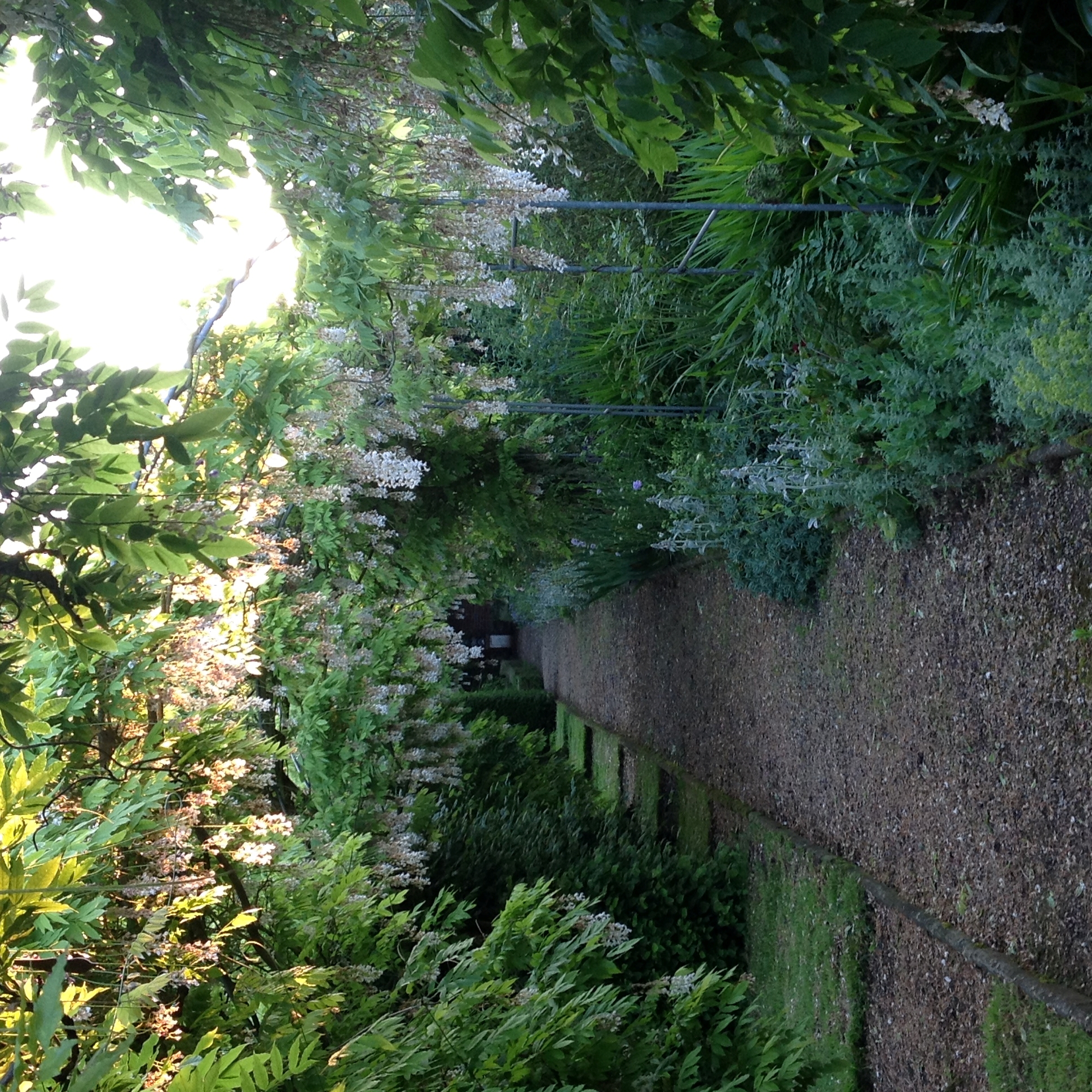 A beautiful example of the white Wisteria at Hoe Hall.
