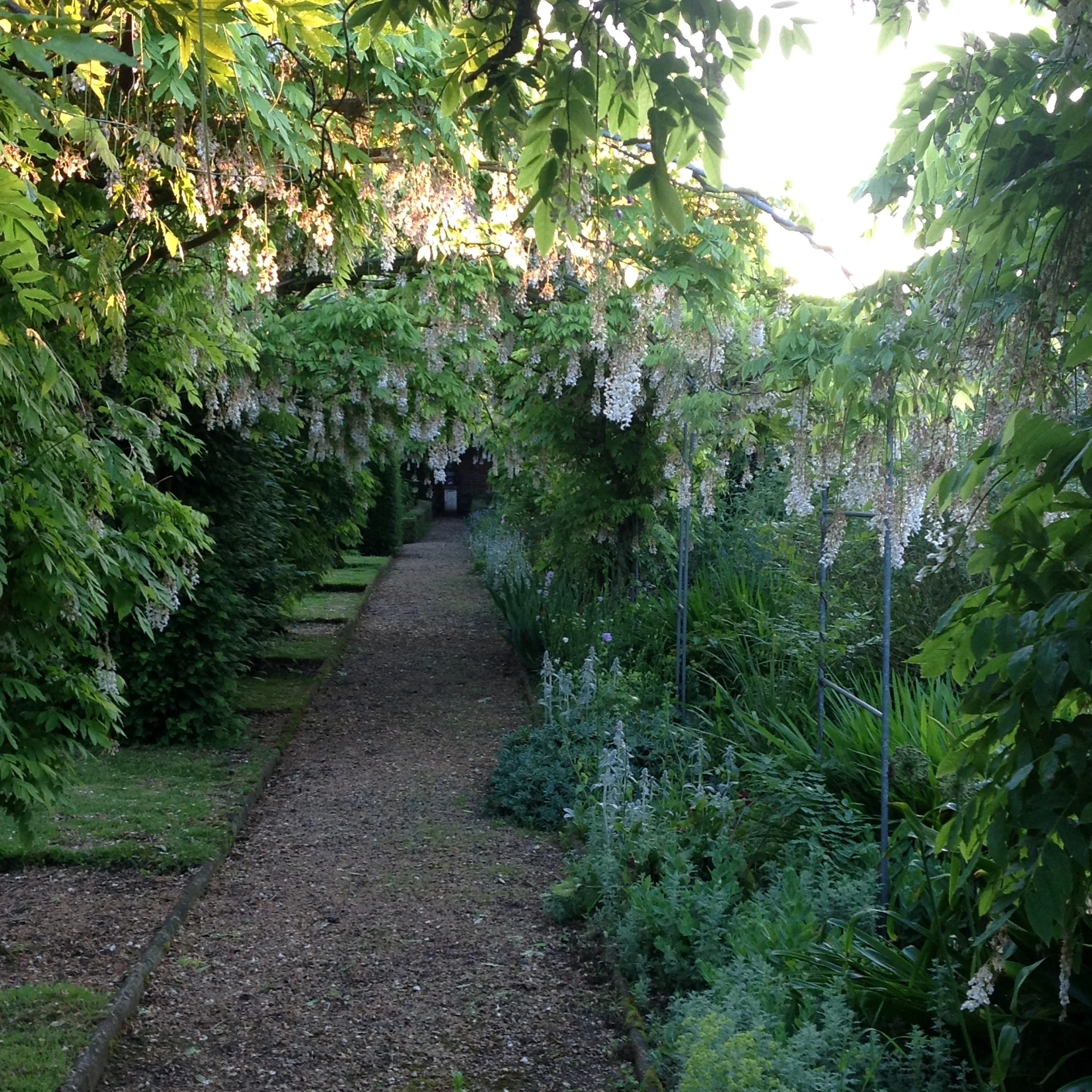 A beautiful example of the white Wisteria at Hoe Hall.