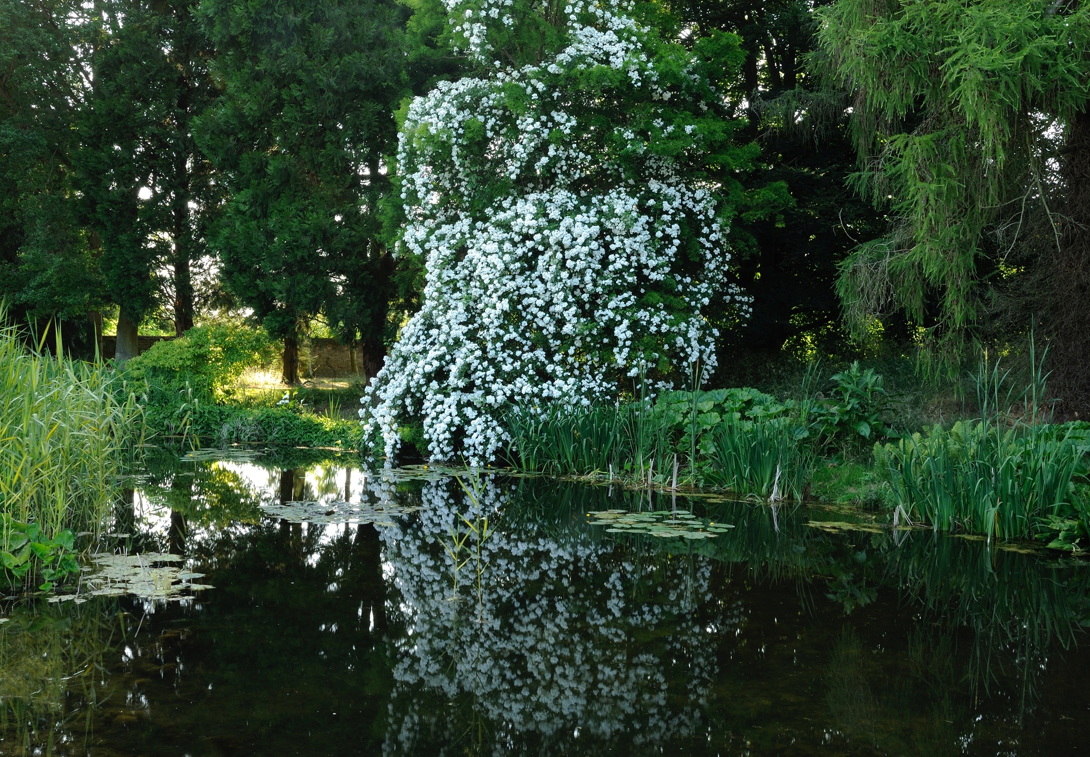 A pond at Elsing Hall, surround by some of the beautiful plants that accompany the manor house.