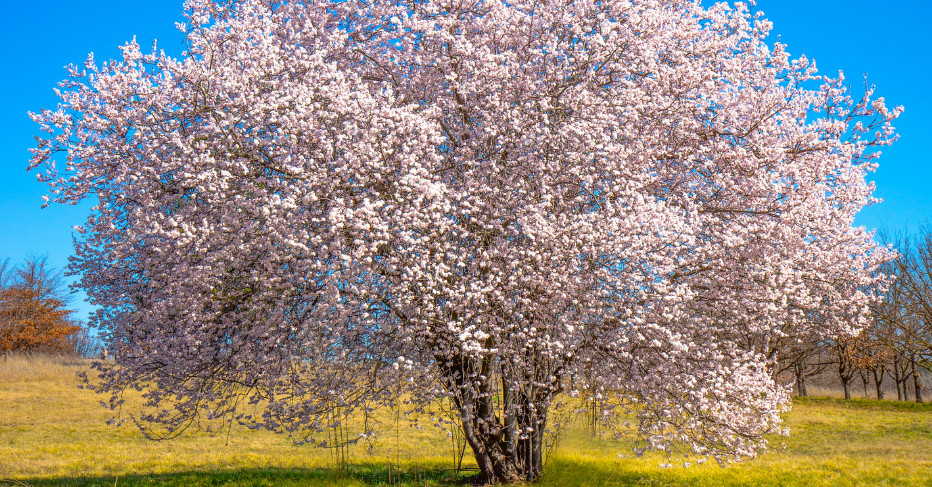 riverina-centenary-event page hero-tree planting