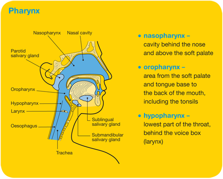 mater-pharynx