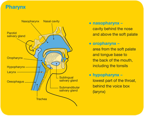 mater-pharynx