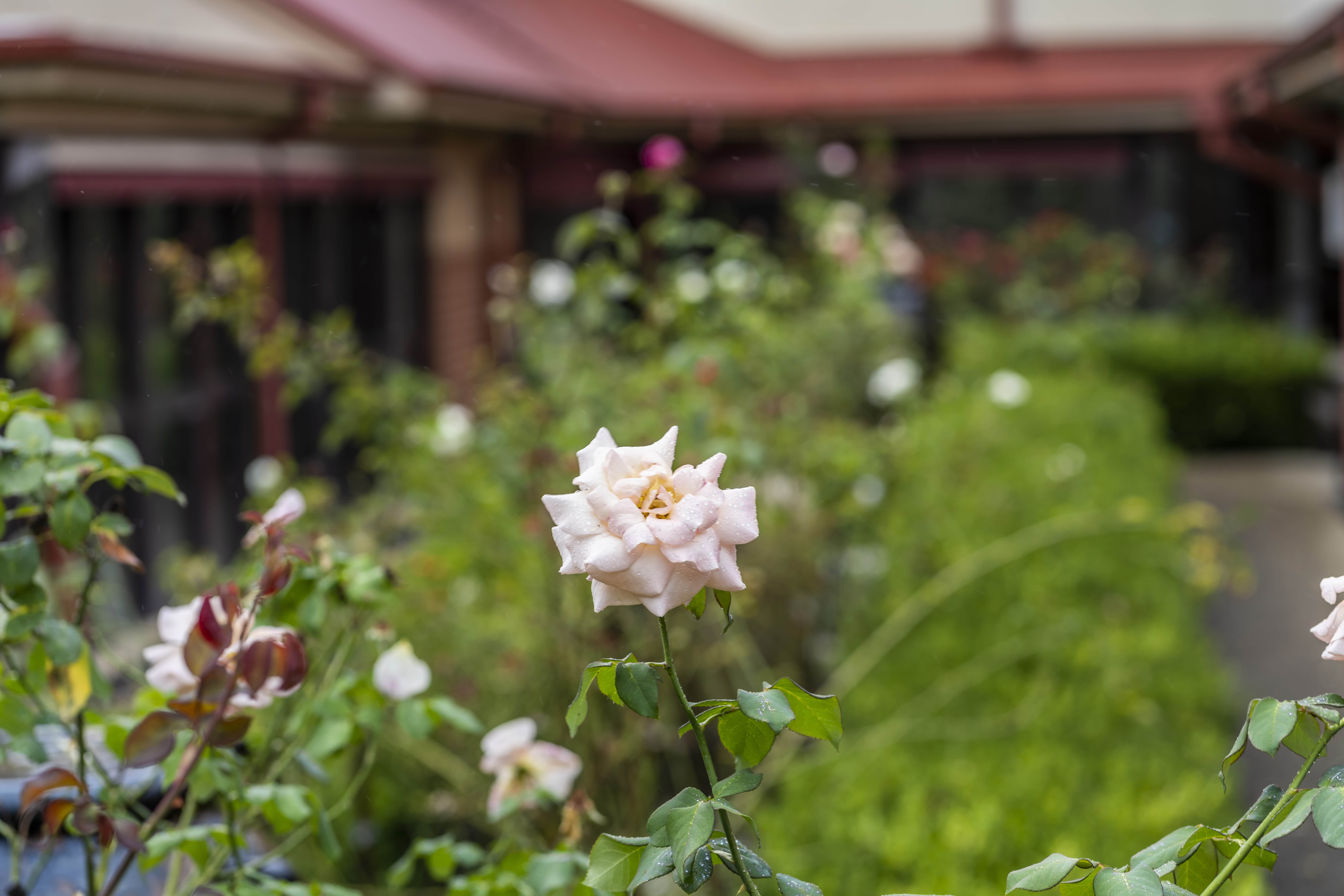 RAC-images-st joseph-s-08-min