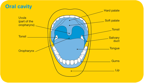 mater-oral-cavity
