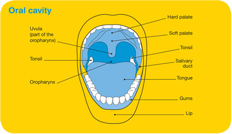 mater-oral-cavity