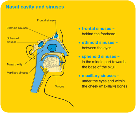 mater-Nasal-cavity-and-sinuses-diagram