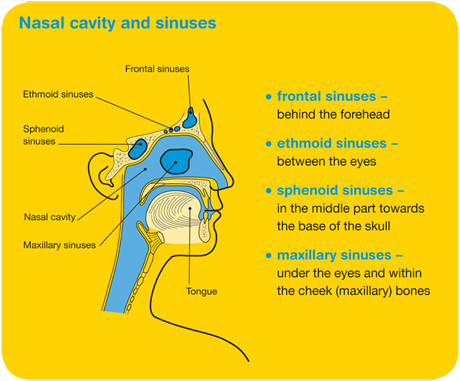 mater-Nasal-cavity-and-sinuses-diagram