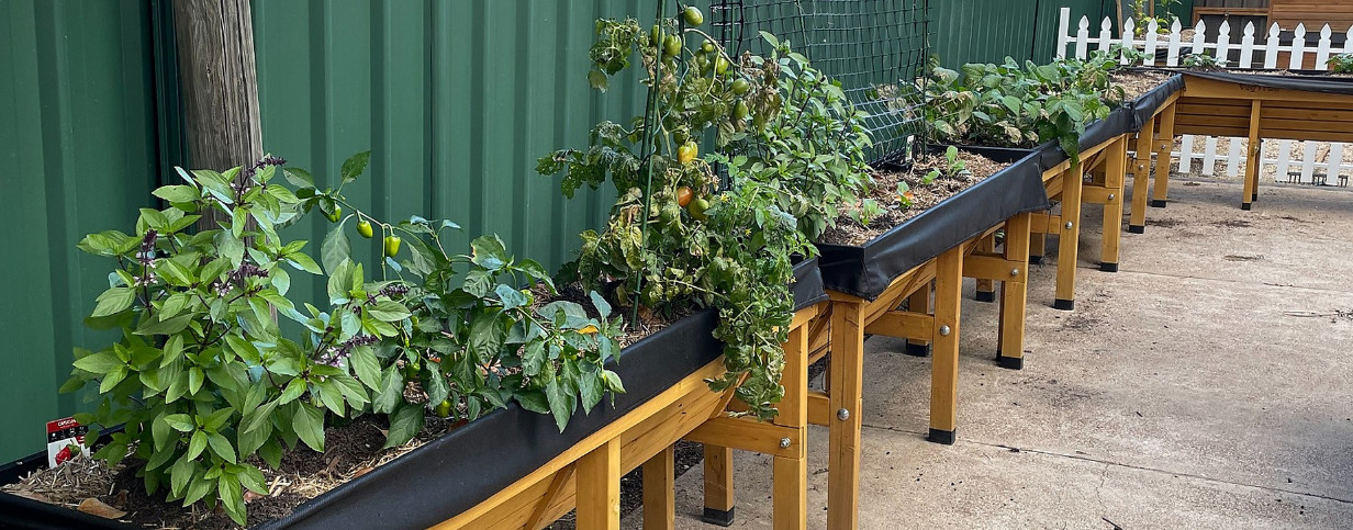 news-carousel image-garden-transforms-life-for-calvary-cooinda-residents-04