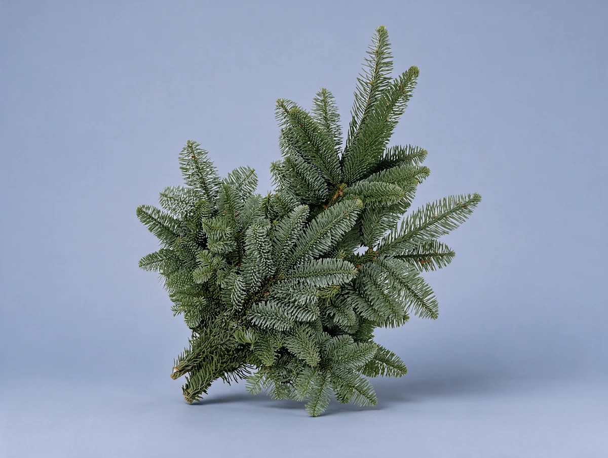 FI Image: Havunippu Abies Nobilis 1205146