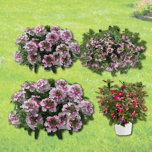 EE Noortaimede mix kassetis