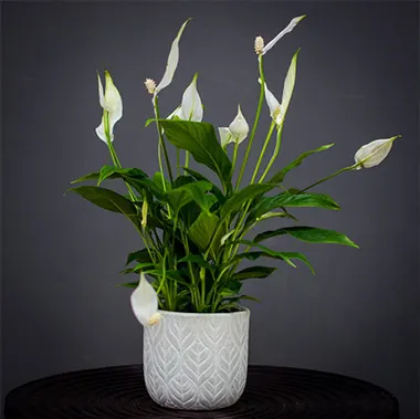 Blog Image blog_9287_iwfp_003