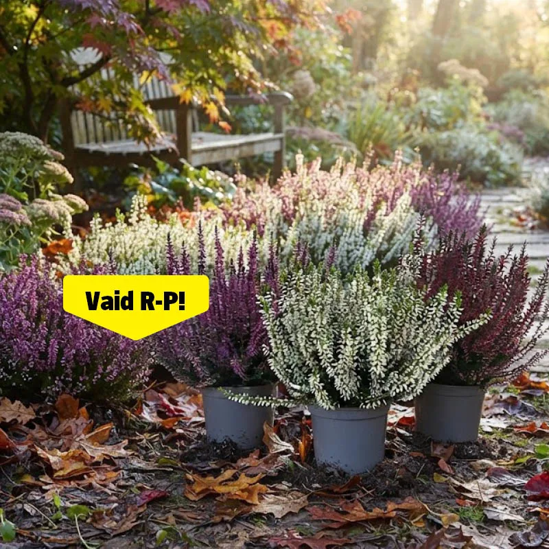 EE 1005782 pilt (Vaid R-P!)