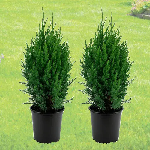 Hiina kadakas Stricta Ø 17 cm