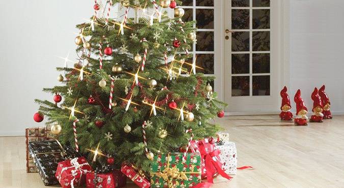 Image: Live Christmas Trees