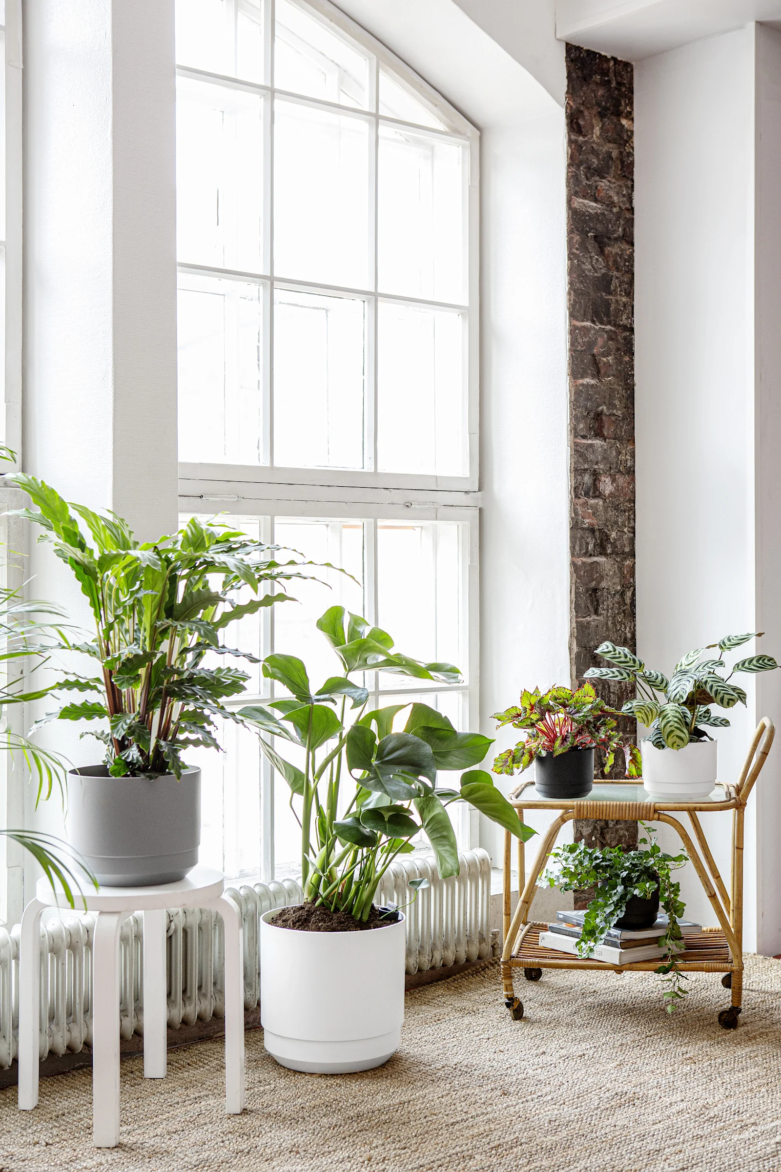 Blog_Image_houseplants