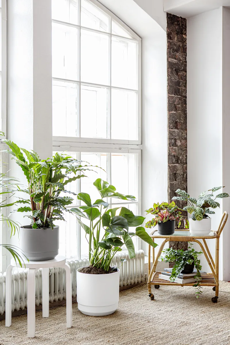 Blog_Image_houseplants