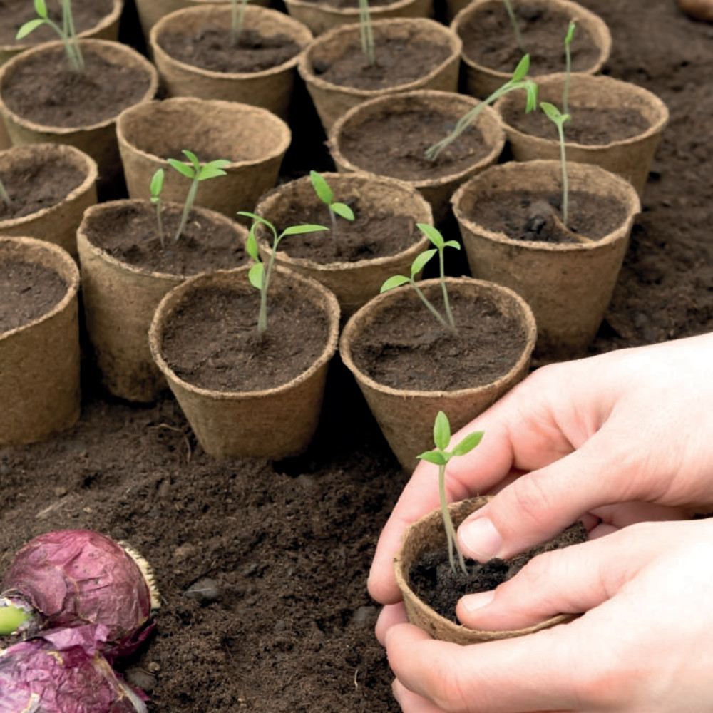 EE Ettekasvatustooted