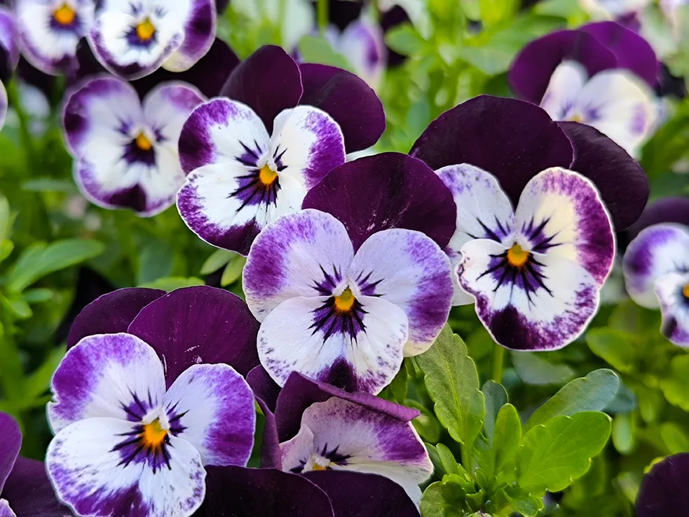 FI Image: Orvokki P9 1577171