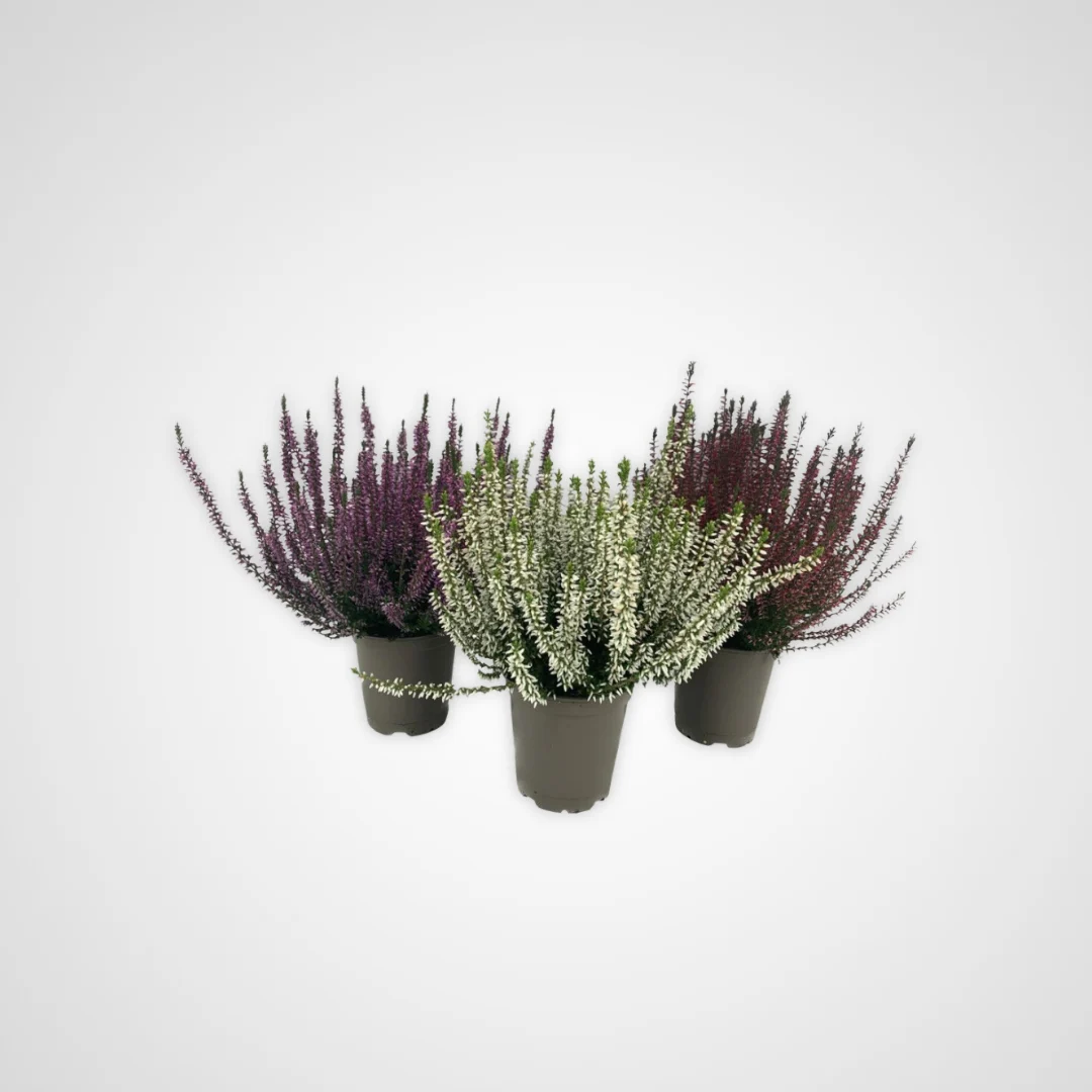 Calluna 1005782 IS