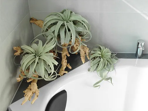 Blog Image blog_9287_iwfp_004