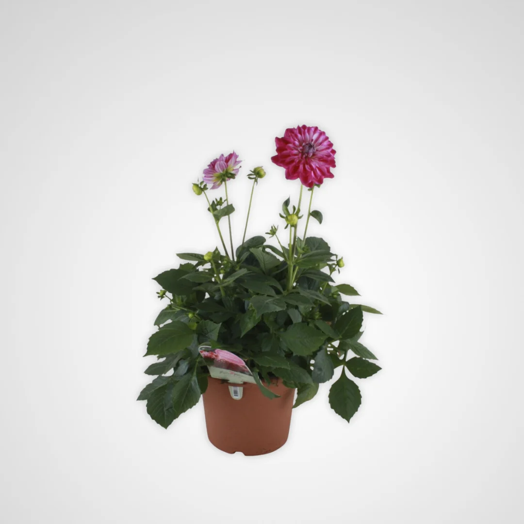 Dahlia 1028071 IS