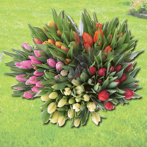 EE Tulbikimp 7 tk / kimbus