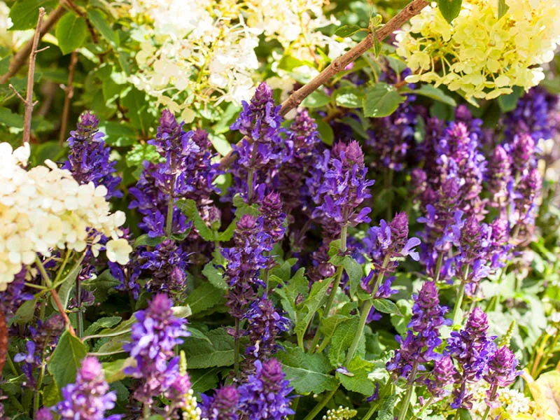 Blog Image blog_9471_iwfp_001