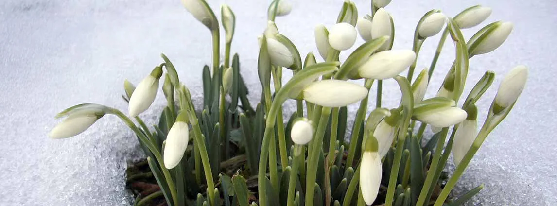 Aiandusmaailm Märts