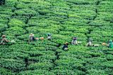 Decorative image of farmers at work for article