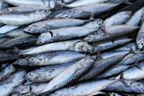 fishazam-app-end-fish-fraud-identifying-fillets_asset_153558400_f3540889f4_o