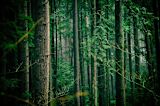 weekly-briefing-nudges-fight-fake-news-gender-quotas-save-trees_asset_trees-1