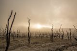 climate-change-wealthy-countries-benefit-while-poorer-countries-suffer_asset_dead-trees-947331_1920-1