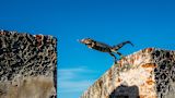 Decorative image of lizard leaping for article