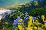 Mountain flower — Rui Silvestre