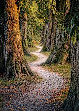 Decorative image of path in forest for article