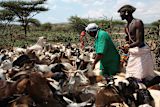 satellite-maps-show-nomadic-farmers-graze-flocks_asset_9576459680_24ac6b556a_k
