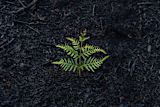 A fern grows from ashes after significant bushfires in Tasmania, Australia.