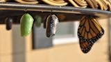 Decorative image of a caterpillar going through metamorphosis