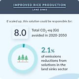 22. Improved Rice Production