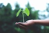 Green plant on hand