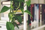 how-were-using-rebellious-books-to-bust-gender-stereotypes-in-india_asset_blur-bookcase-books-298660-1